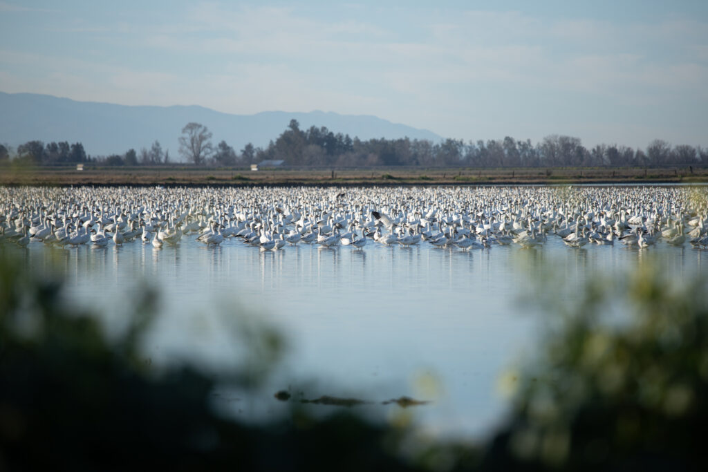 geese in lake