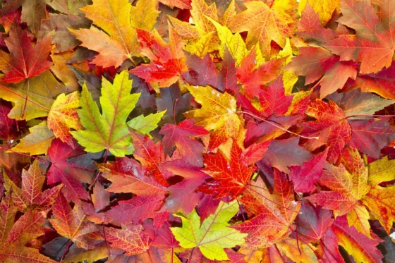 Leaf Pickup begins Nov 9
